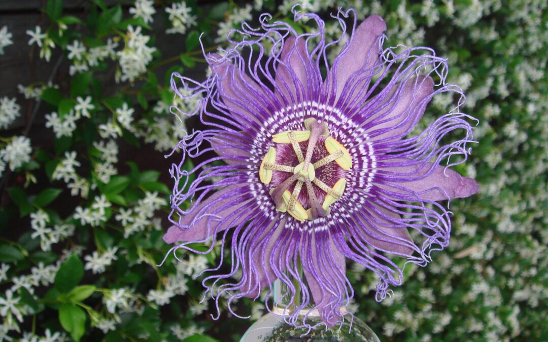 Passion Flower Spring Forward
