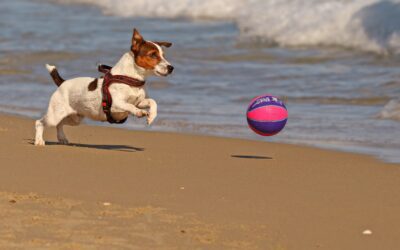 The Summer of Endless Opportunity!